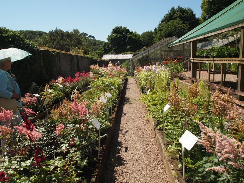 Marwood Hill Garden